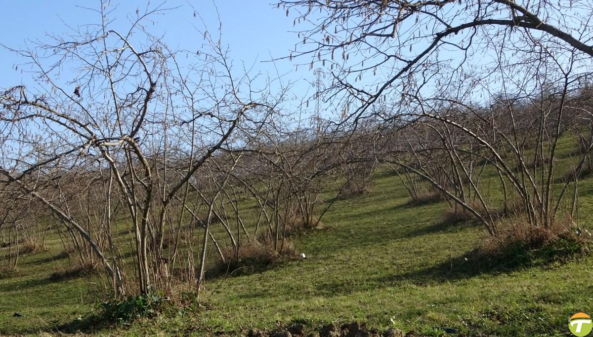 Fındıkta verim endişesi