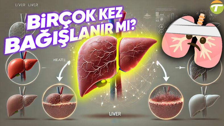 karsiligi ogrenince bedeninizin isleyisine hayran kalabilirsiniz karaciger kendini yenileyebilen bir organ oldugu icin tekrar GUdJvyTj