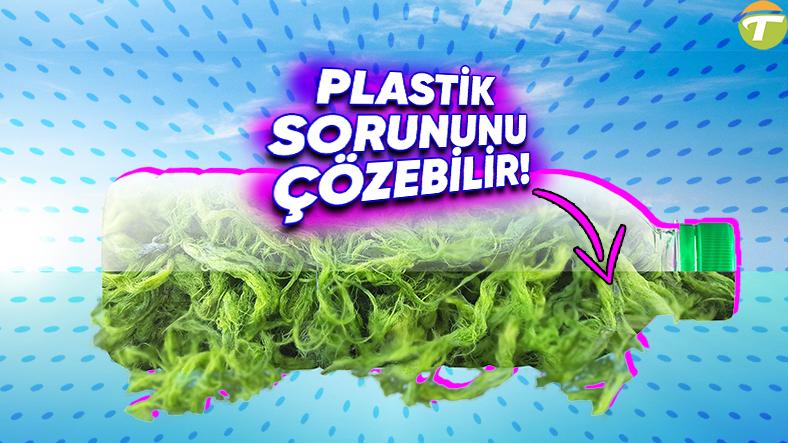 kolay bir yosun dunyanin en buyuk sorunu olan plastiklerin yerini alabilir iyi de nasil aOcXJRQ6