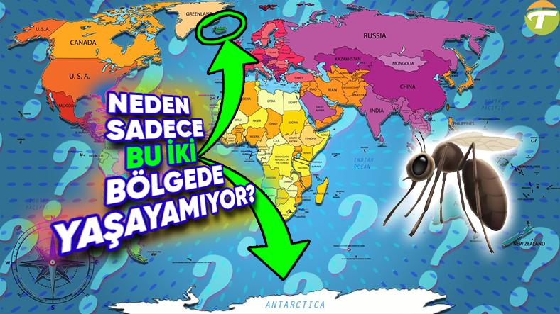 sivri sineklerden nefret edenler yerlesebilir neden dunyada sirf antarktika ve izlandada sivrisinek yasamiyor sebep azfHhSFh